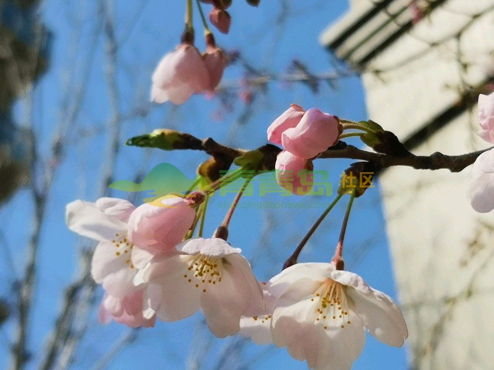 春暖花开之际，开启探索性话题新篇章